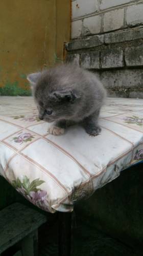 котенок девочка,вислоухая красавица.