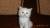 Котята не породистые