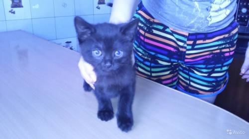 Отдадим котенка девочку