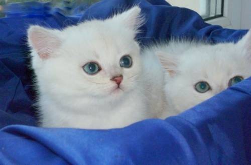 породистый британский котенок