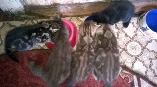 ПРОДАМ ШОТЛАНДСКИХ ВИСЛОУХИХ