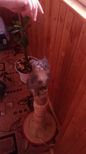 Котята Дымчатые Ласковые