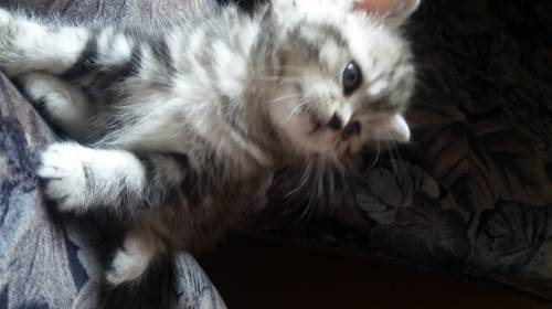 котята британские дувочка