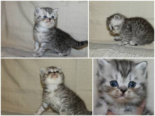 Продам шотландских котят