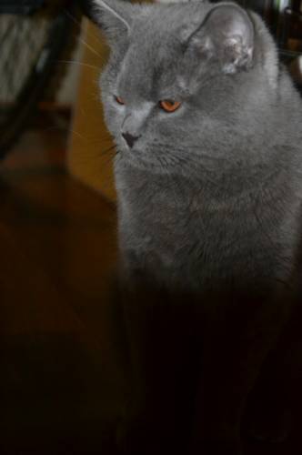 Продаю котят Шотландские