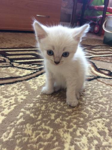 Отдам котят даром в хорошие руки
