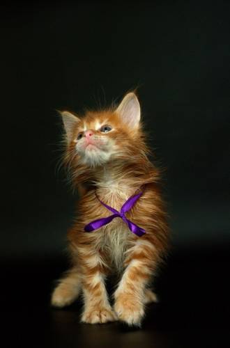 Котята Мейн кун