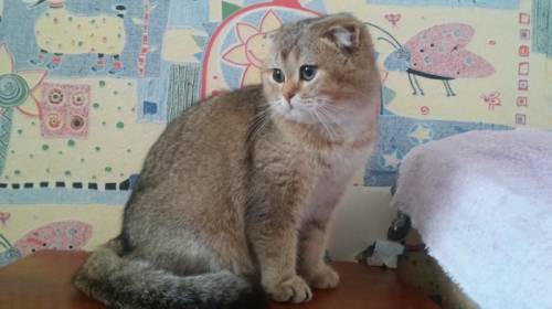 Коты на вязку
