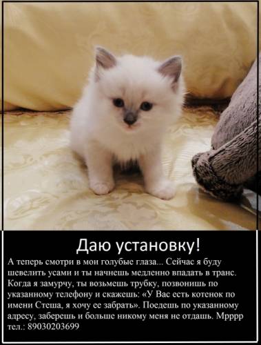Ищем самого лучшего и любящего хозяина