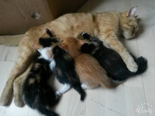 Трехцветные кошечки и рыжий котик 