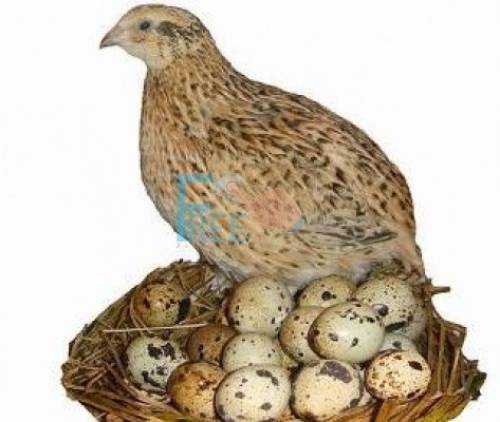 Перепелки в продаже