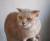 Кошка стерилизована котята даром бесплатно