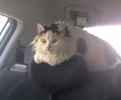 Кошка стерилизована даром бесплатно котята