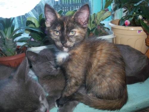 котенок трехцветная кошечка