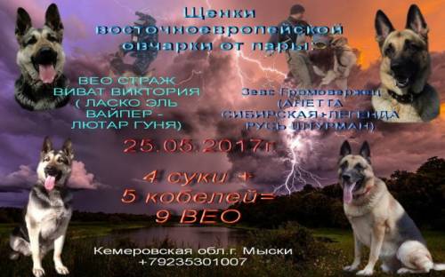 Восточно европейская овчарка -щенки!
