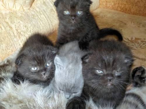 КОТЯТА В ПОИСКЕ ХОЗЯЕВ И УЮТНОГО ДОМА