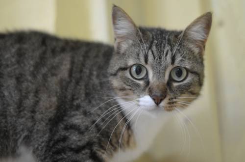 кошка стерилизована котята даром бесплатно