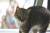 кошка стерилизована котята даром бесплатно