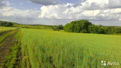 Продам землю сельхоз назначение