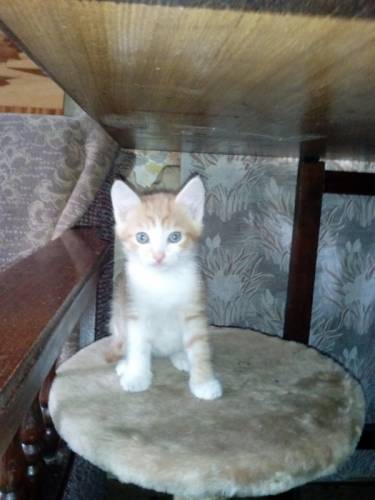 Котята в хорошие руки