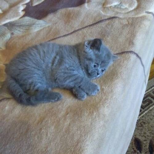 Котята британцы и шотландцы