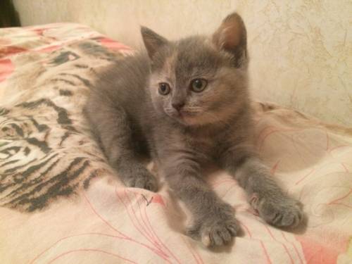 Шотландские котята 3 котёнка.