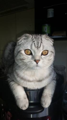 Отдам шотландского вислоухого кота в хорошие руки