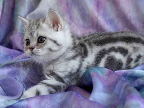 британский котик замурчательный