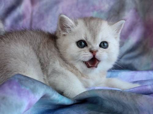 котенок прелестный британчик