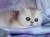 котенок прелестный британчик