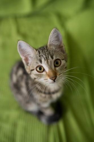 Отдам милых котят