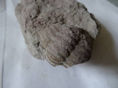 Трилобит Asaphus. Окаменелость.