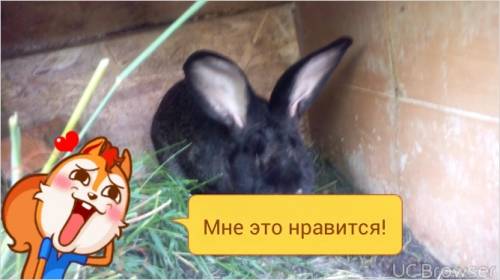 Кролики породы Великан