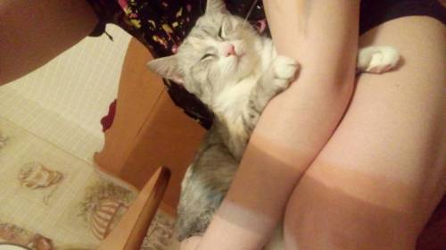 Отдам кошечку в хорошие руки