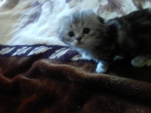 Шотланские вислоухие кошки 1 месяц
