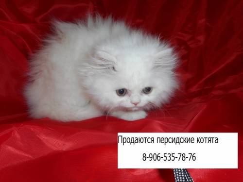 Персидские котята