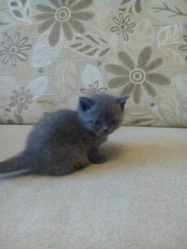 Котята породы британская плюшевая