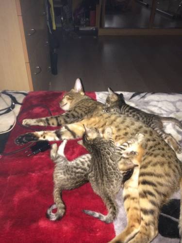 Продаются Бенгальские котята