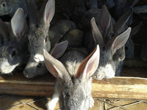 Продам недорого крольчат