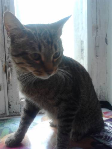 Кот, отдам бесплатно