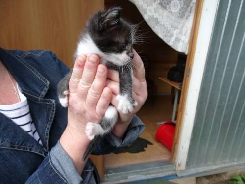 ОТДАЮ КОТЯТ В ДОБРЫЕ РУКИ!