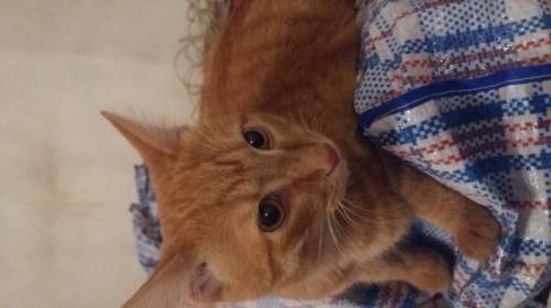Отдам кота