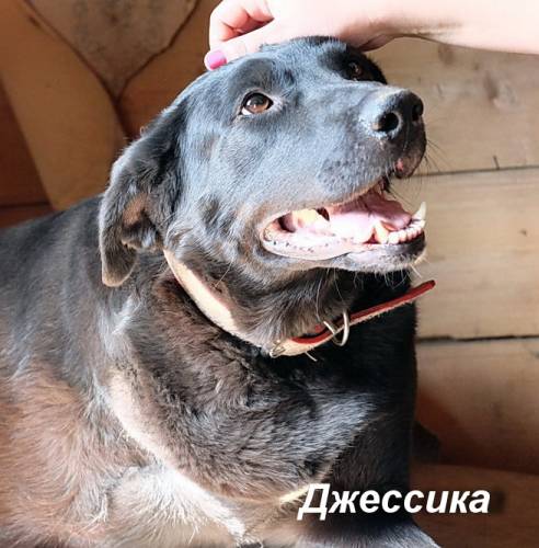 Джессика. Друг и охранник территории собака в добрые руки в дар