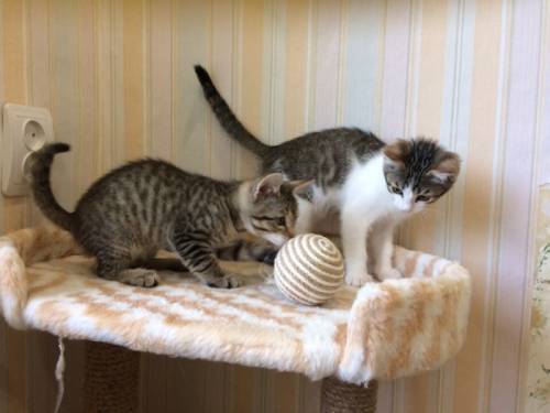 Котята  ищут  дом