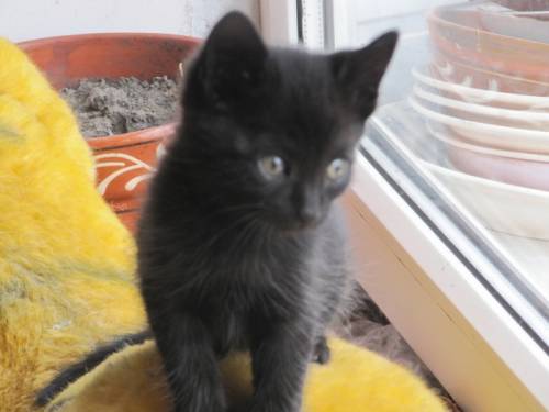 котята от кошки мышеловки