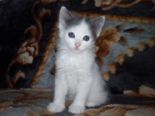 Отдам ласкового,пушистого котенка,