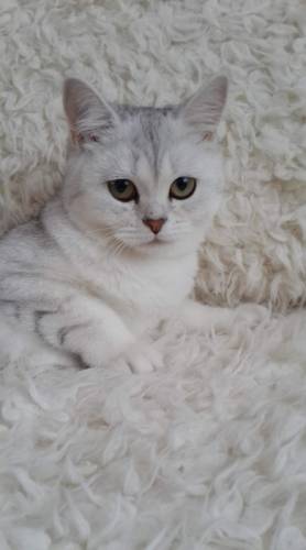 Котята шотландские драгоценных окрасов