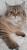 Котята шотландские драгоценных окрасов