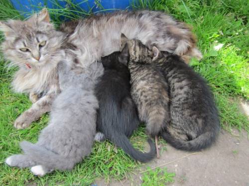 Отдам котят в добрые руки