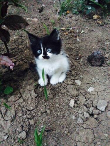 Отдам котят в хорошие руки
